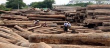 建议禁止非法木材贸易，遏制非法木材采伐