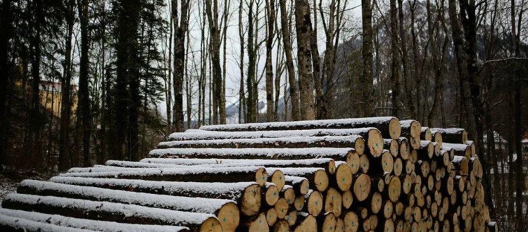 今年国内木材缺口或将达到2亿立方