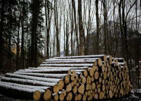 今年国内木材缺口或将达到2亿立方